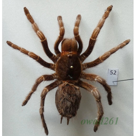 Spider ex. ovo +80mm52